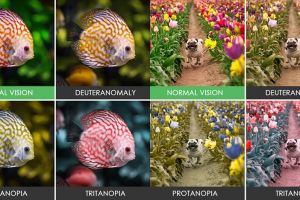 16 Foto perbedaan benda jika dilihat dengan mata normal dan buta warna