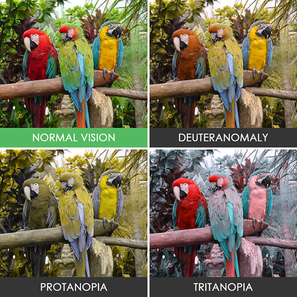 Buta warna dan normal © 2017 designswan Buta warna dan normal © 2017 designswan