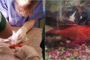 Keluarga ini habiskan jutaan rupiah demi operasi ikan yang kena tumor