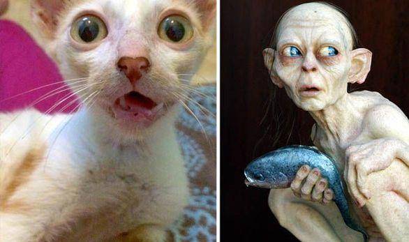 Hewan mirip © 2017 ranker.com