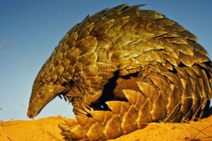 Puluhan trenggiling ini mau diselundupkan ke Malaysia, ada yang mati