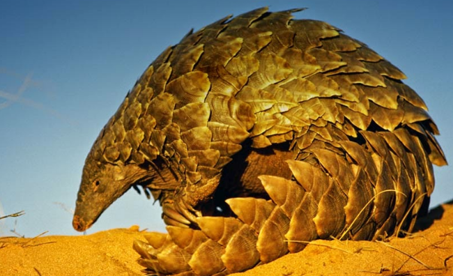 Puluhan trenggiling ini mau diselundupkan ke Malaysia, ada yang mati