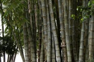 5 Tanaman langka di Jogja ini berhasil dilestarikan, ada bambu tutul