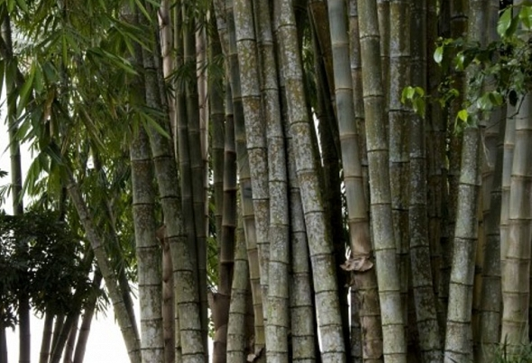 5 Tanaman langka di Jogja ini berhasil dilestarikan, ada bambu tutul