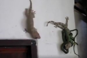 Ular vs tokek di dinding rumah ini bikin bulu kuduk merinding