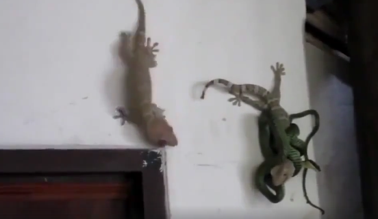 Ular vs tokek di dinding rumah ini bikin bulu kuduk merinding