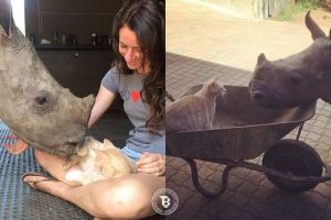 10 Foto ini tunjukkan pertemanan akrab nan unik badak dan kucing