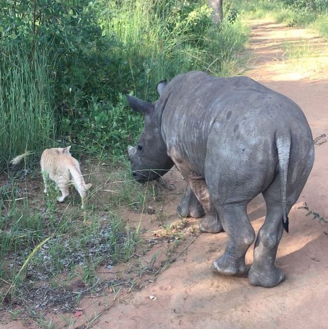 Nandi Mewie © 2017 brilio.net Nandi Mewie © 2017 brilio.net