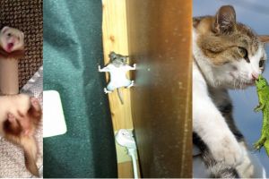 15 Momen langka saat binatang ketiban sial, duh kasihan