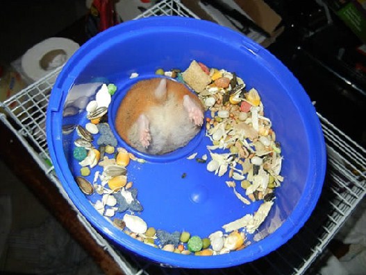 hewan sial © 2017 brilio.net