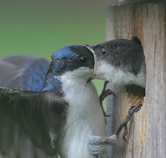 hewan sial © 2017 brilio.net