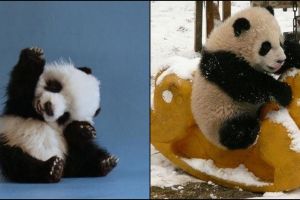 12 Foto kelakuan bayi panda ini lucu banget, menggemaskan deh