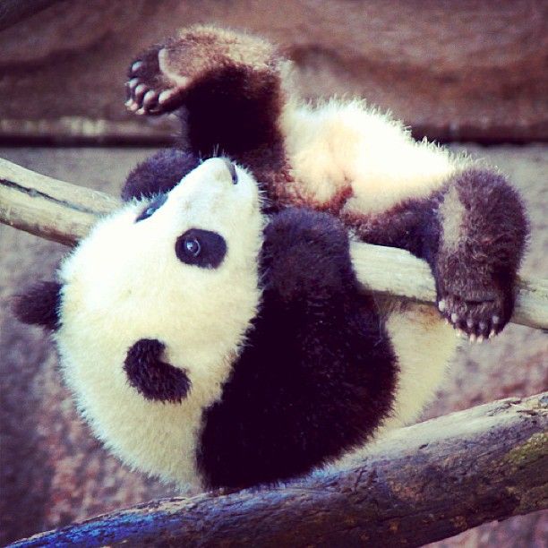 12 Foto kelakuan bayi panda  ini lucu banget menggemaskan deh