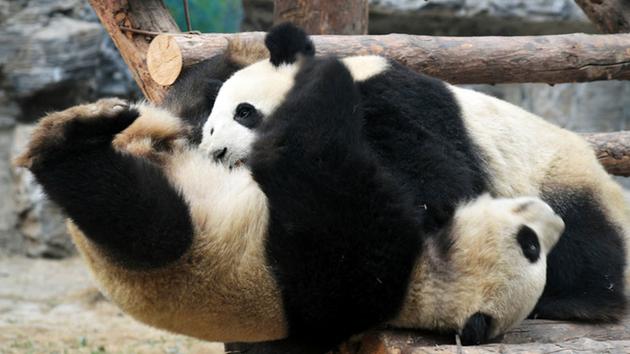 12 Foto kelakuan bayi panda ini lucu banget, menggemaskan deh
