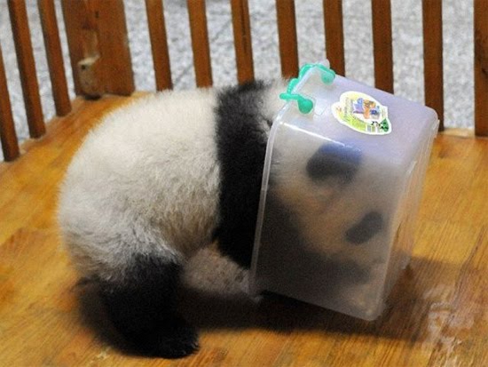12 Foto kelakuan bayi panda ini lucu banget, menggemaskan deh