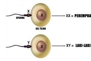 Ini penjelasan ilmiah cara pengen punya bayi laki-laki atau perempuan