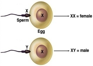 Ini penjelasan ilmiah cara pengen punya bayi laki-laki atau perempuan