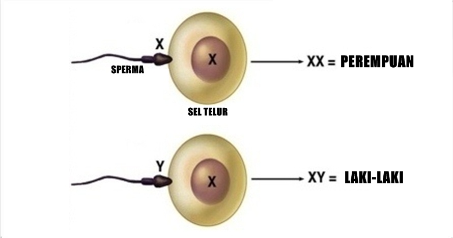 Ini penjelasan ilmiah cara pengen punya bayi laki-laki atau perempuan
