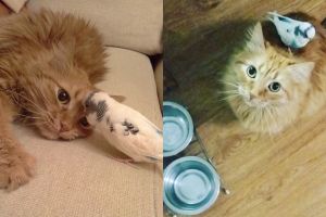 10 Video tingkah kucing dan burung ini friendship goals banget, gemes!