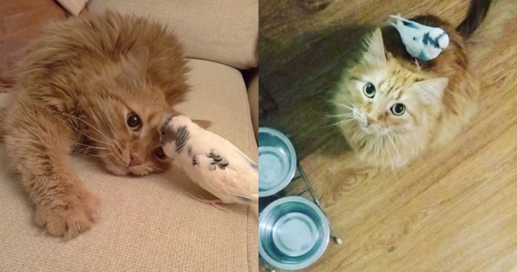 10 Video Tingkah Kucing Dan Burung Ini Friendship Goals Banget G