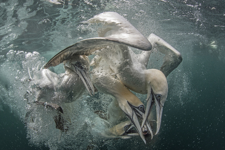 15 Karya pemenang kontes foto underwater ini cakep banget