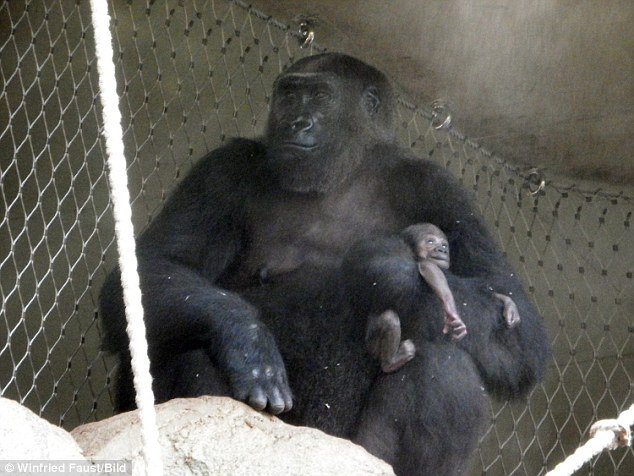 Ditinggal pergi anaknya, ekspresi induk gorila ini mengharukan