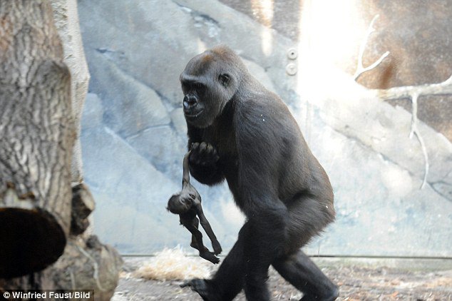 Ditinggal pergi anaknya, ekspresi induk gorila ini mengharukan