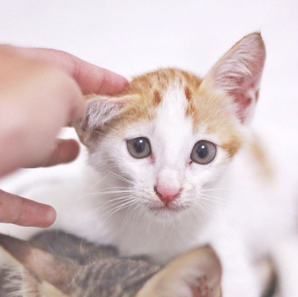 Indira stray cats dok. Pribadi