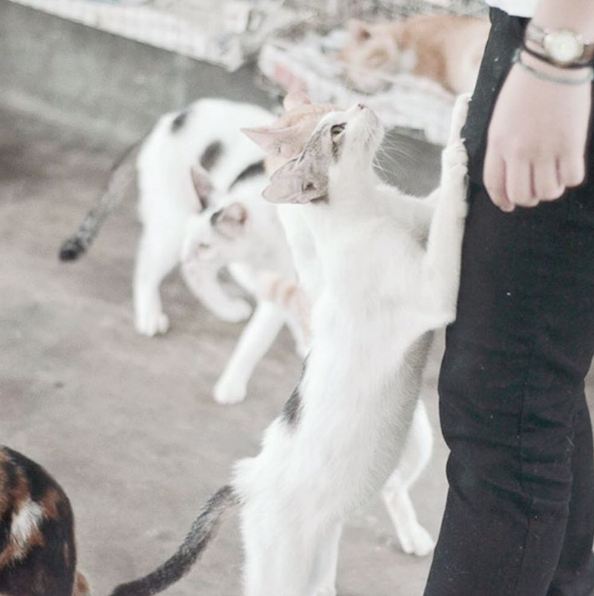 Indira stray cats dok. Pribadi