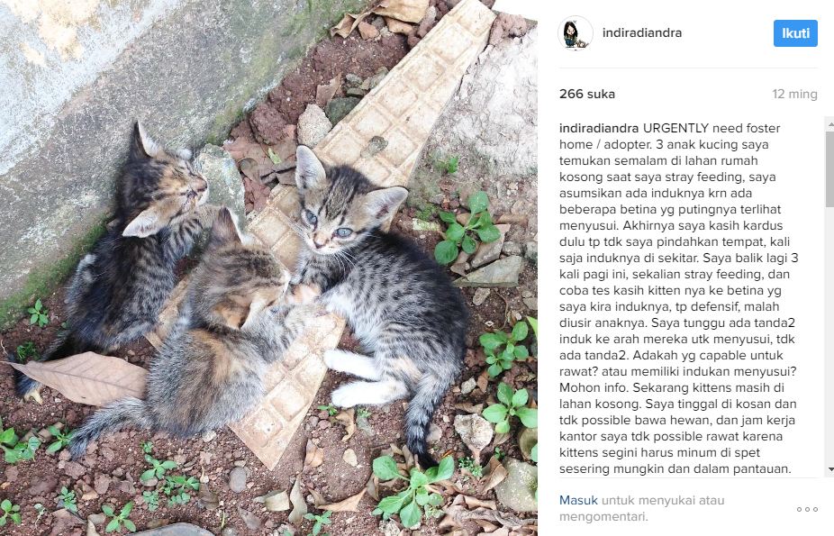 Indira stray cats dok. Pribadi