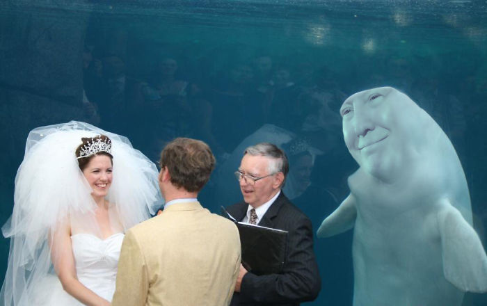 15 Foto editan paus hadiri pernikahan ini lucunya cerahkan harimu