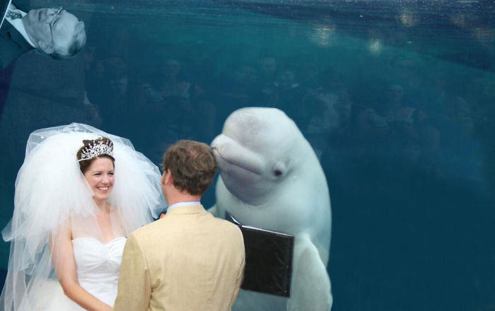 15 Foto editan paus hadiri pernikahan ini lucunya cerahkan harimu
