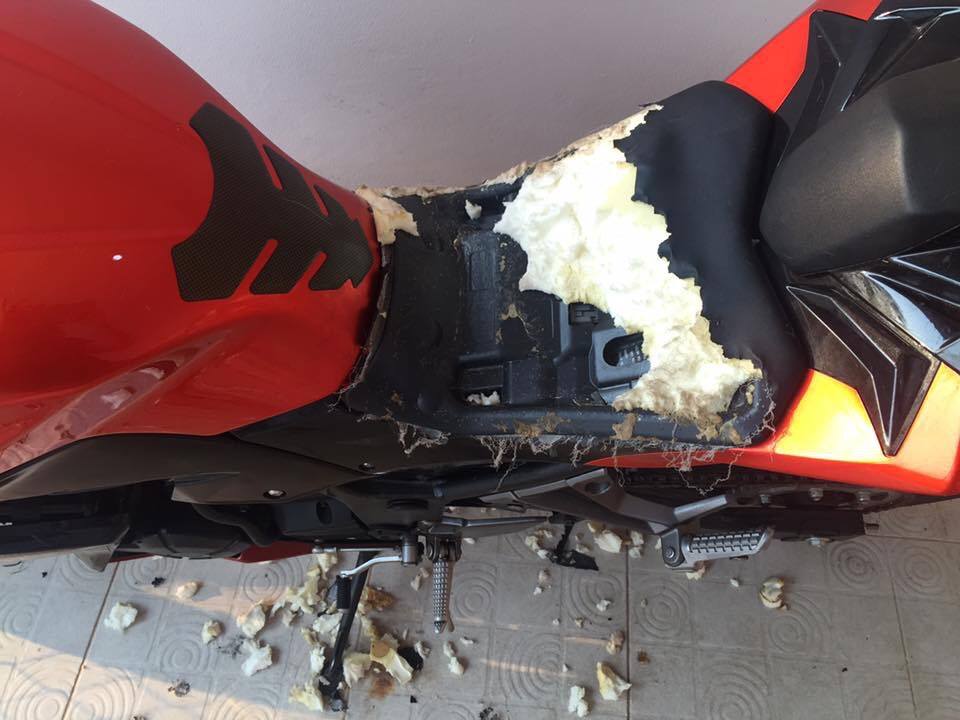 anjing nakal © 2017 anjing nakal