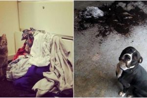 10 Tingkah hewan peliharaan ini bikin geregetan, tapi nggak tega mukul