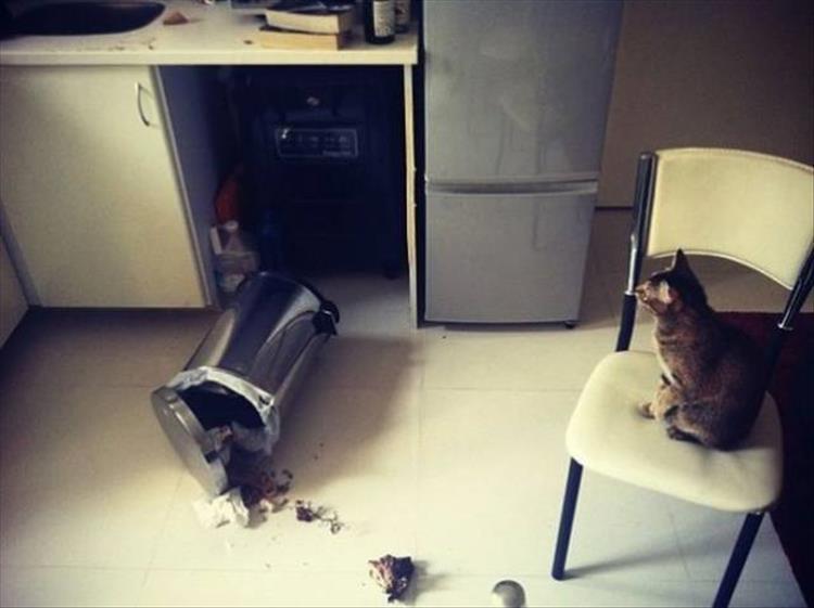 kelakuan hewan saat berantakin barang © 2017 berbagai sumber kelakuan hewan saat berantakin barang © 2017 berbagai sumber