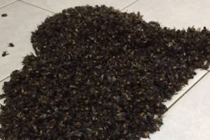 Tak disangka, gerombolan lebah ini hidupnya di atap kamar mandi