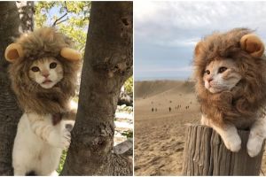 Lucunya Jura Archange, kucing 'singa' dari Jepang yang menggemaskan