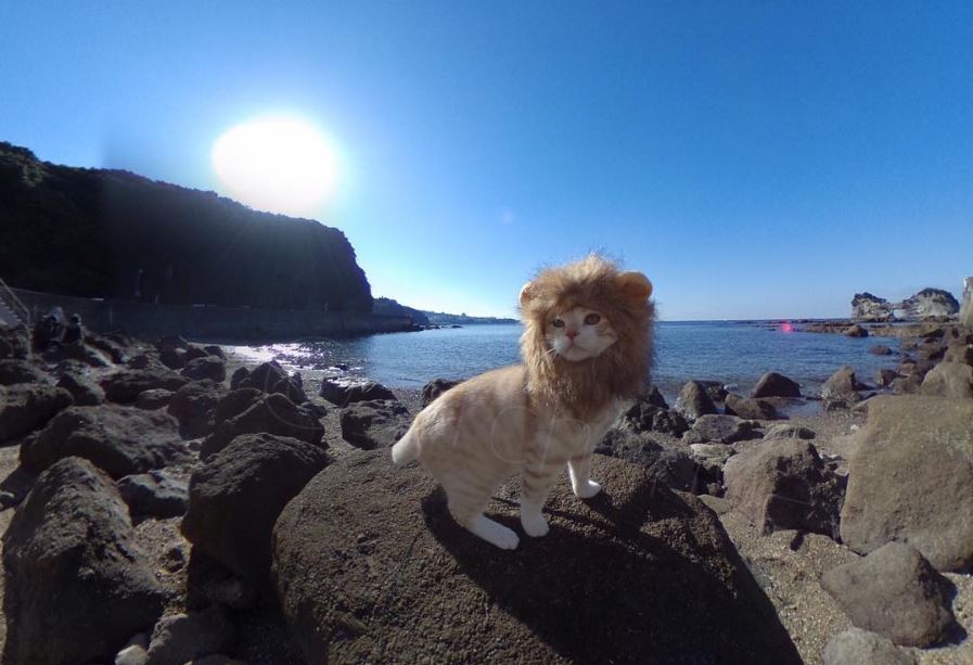 Lucunya Jura Archange, kucing 'singa' dari Jepang yang menggemaskan