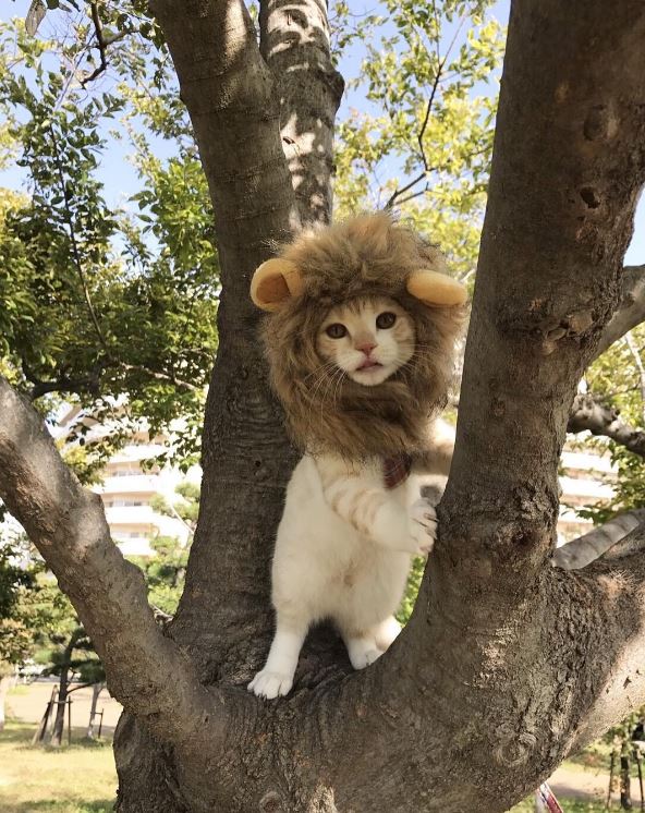 Lucunya Jura Archange, kucing 'singa' dari Jepang yang menggemaskan