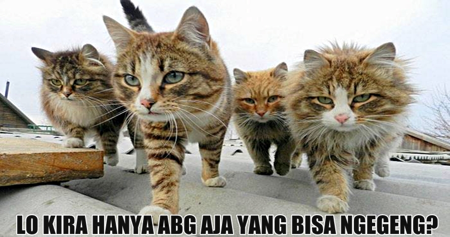 15 Foto kerennya ketika hewan 'nge-geng', gahar abis