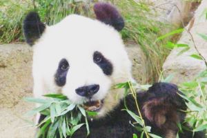Panda bikin restoran ini untung sampai Rp 1 triliun, kok bisa ya?