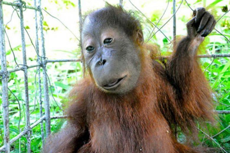 Nggak cuma manusia, 10 hewan ini juga idap down syndrome