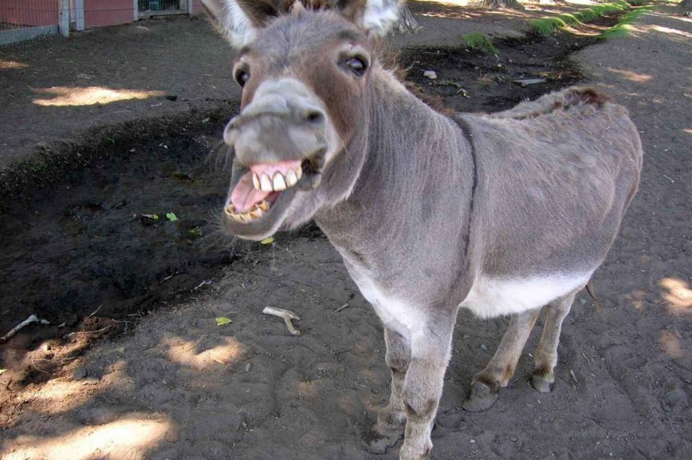 Nggak cuma manusia, 10 hewan ini juga idap down syndrome