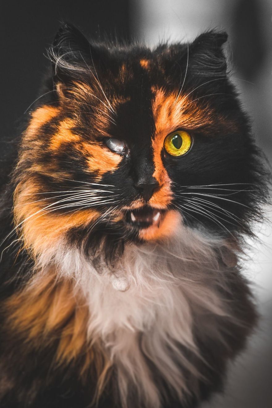 11 Foto warna mata kucing ini bikin takjub, dari oranye sampai hi