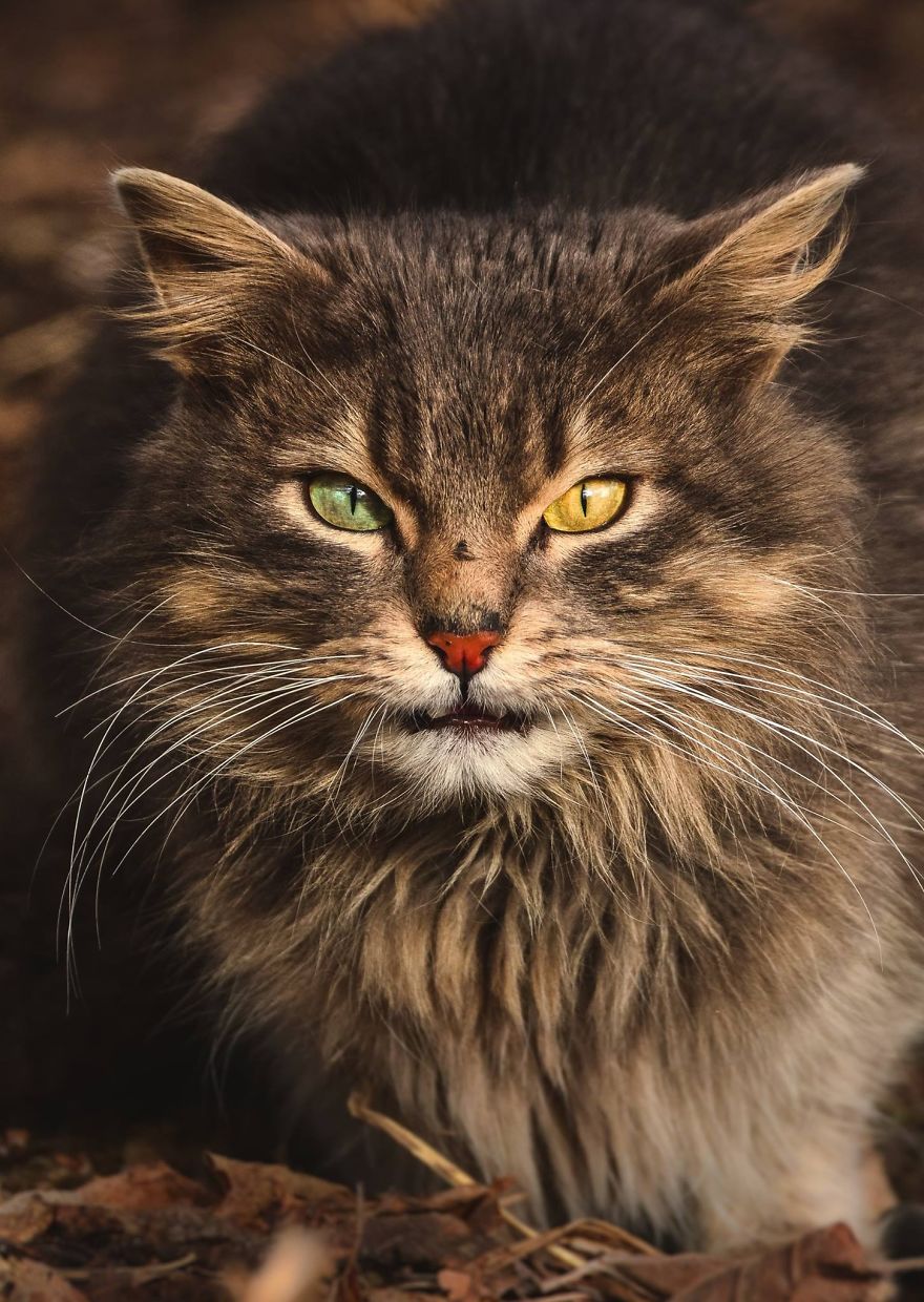 11 Foto warna mata kucing ini bikin takjub, dari oranye sampai hijau