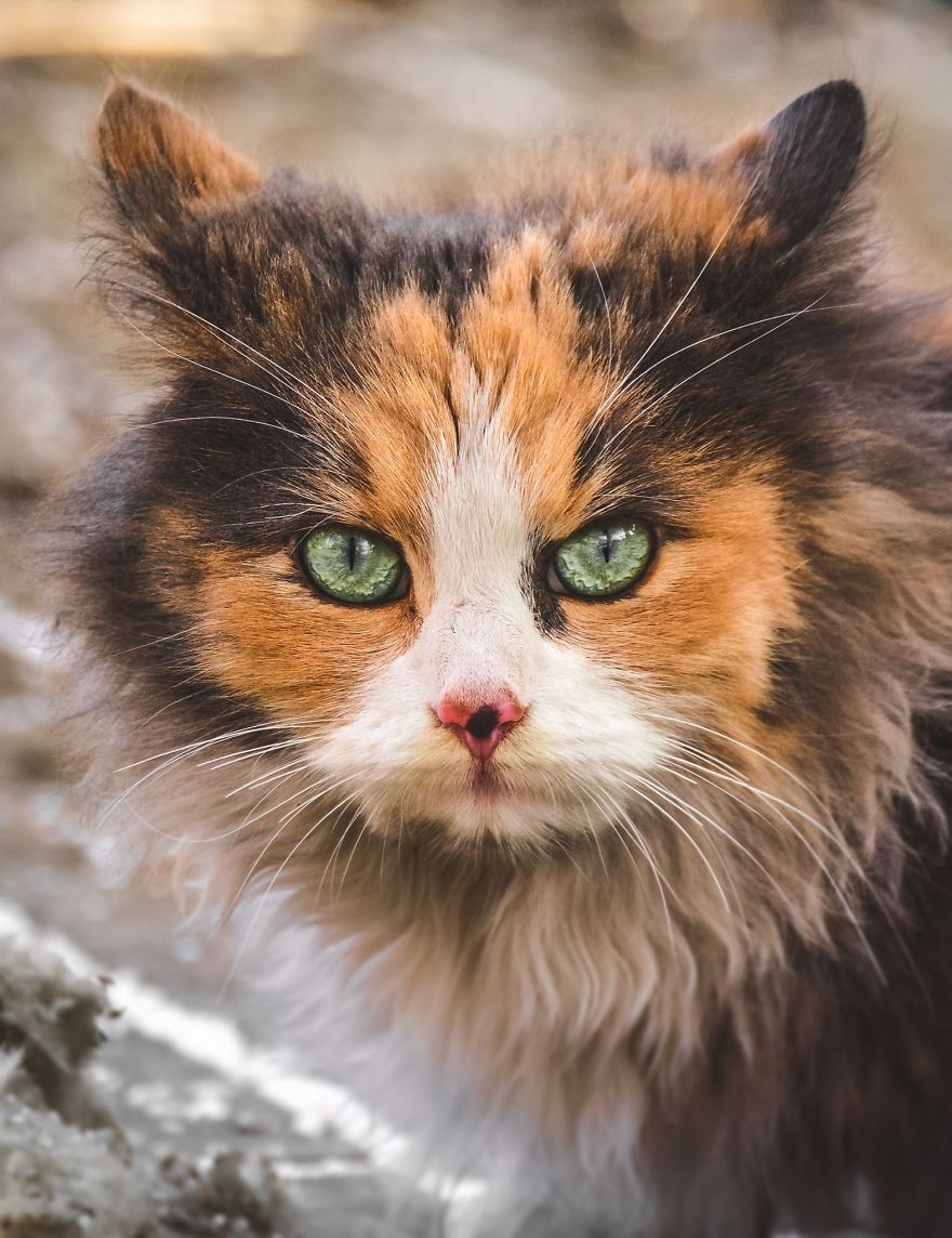 11 Foto warna  mata  kucing  ini bikin takjub dari oranye 