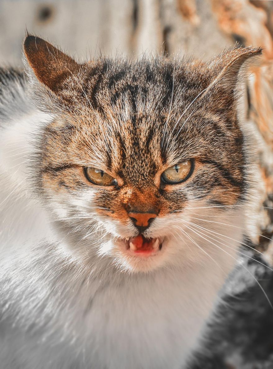 11 Foto warna mata kucing ini bikin takjub, dari oranye sampai hi