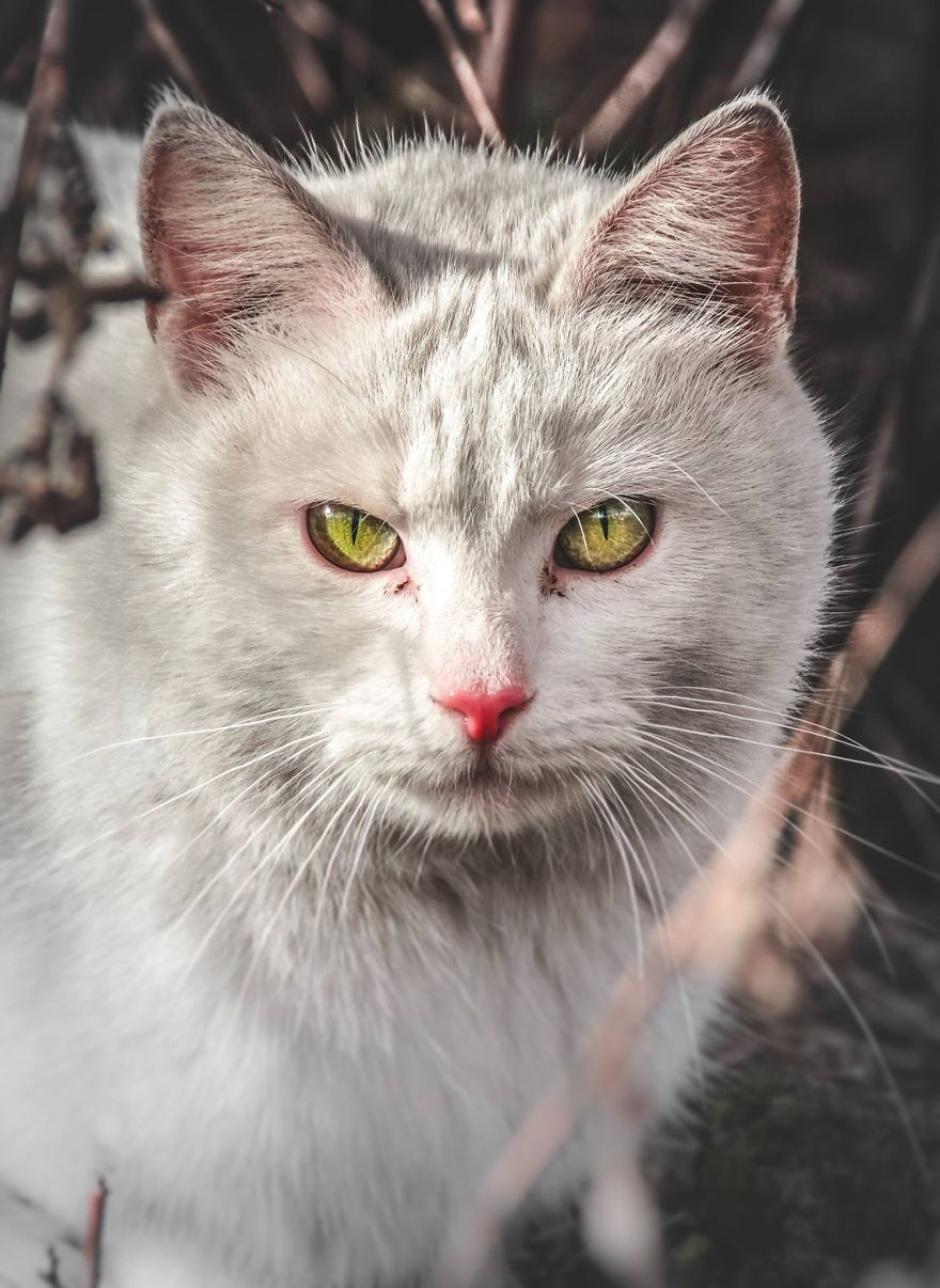 11 Foto warna mata kucing ini bikin takjub, dari oranye