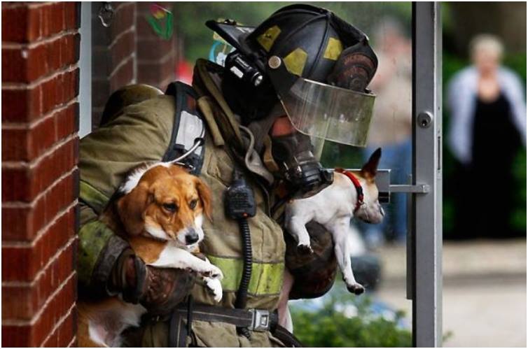 13 Potret heroik saat pemadam kebakaran selamatkan hewan 