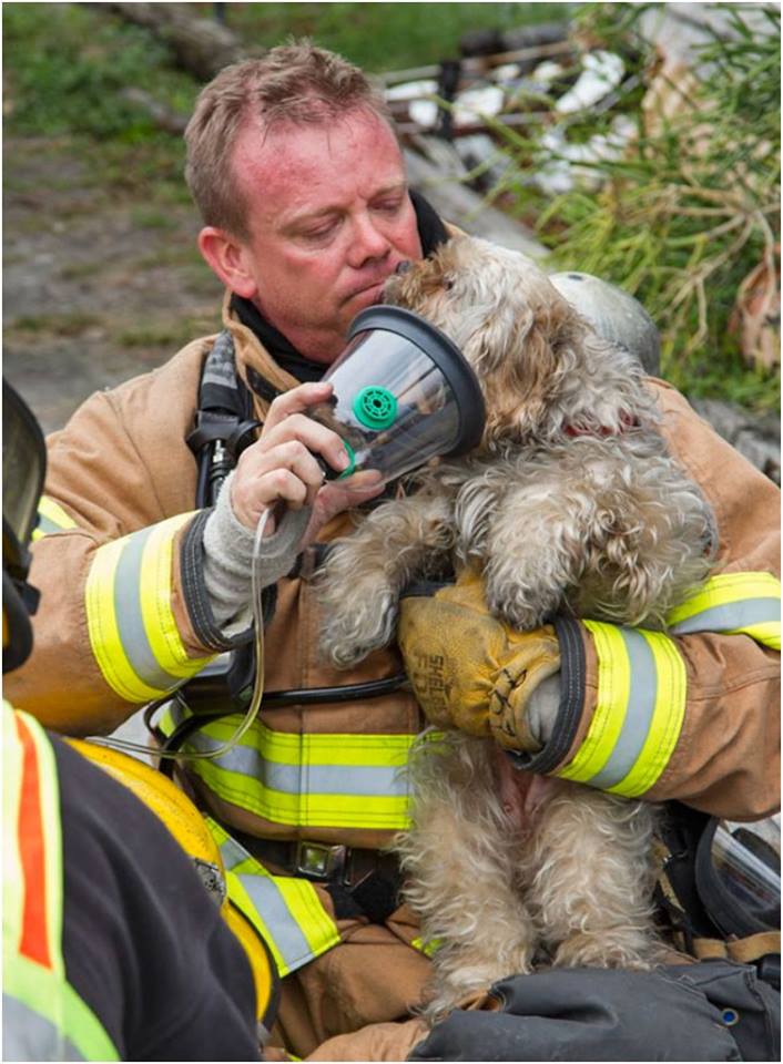 13 Potret heroik saat pemadam kebakaran selamatkan hewan 